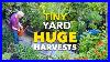 Tiny_Yard_Container_Garden_How_To_Grow_1_000_Of_Food_01_xnot